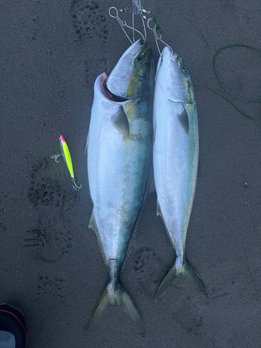 ワラサの釣果