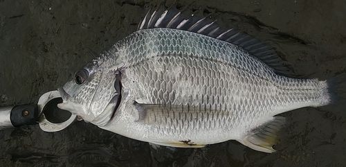 キビレの釣果