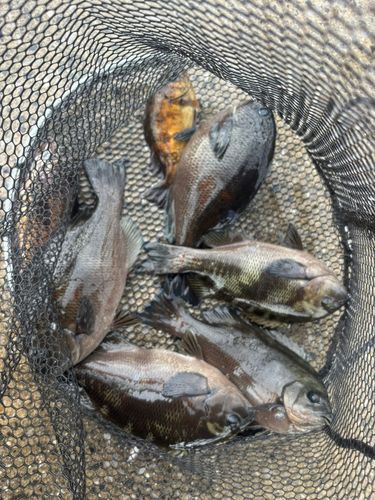 グレの釣果