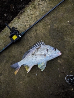 キビレの釣果
