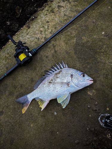 キビレの釣果