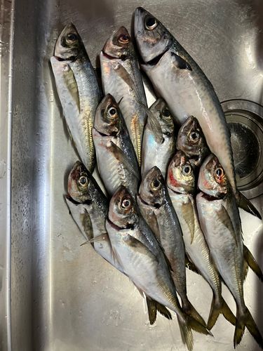 アジの釣果