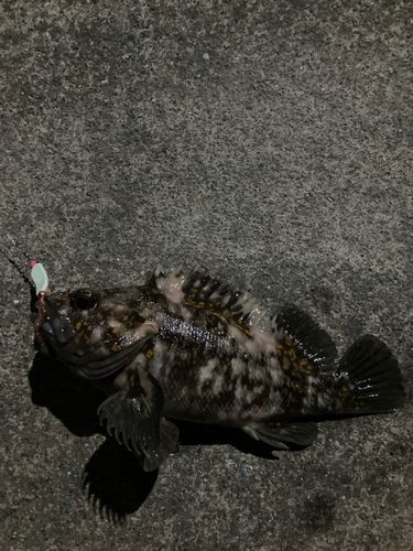 オウゴンムラソイの釣果