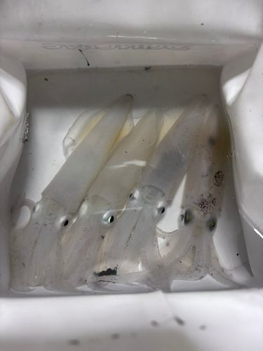 ヒイカの釣果