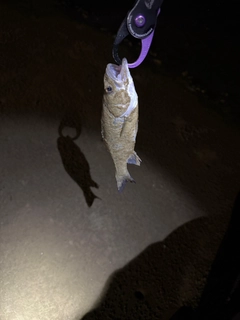セイゴ（マルスズキ）の釣果