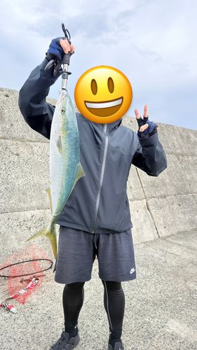 メジロの釣果