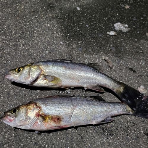 セイゴ（タイリクスズキ）の釣果