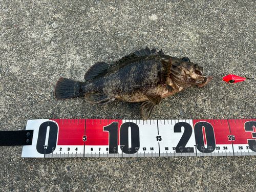タケノコメバルの釣果