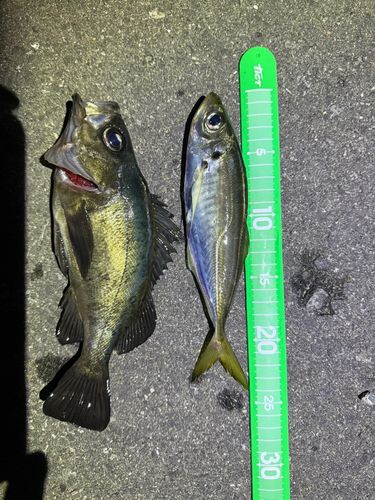 アジの釣果