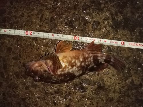 カサゴの釣果