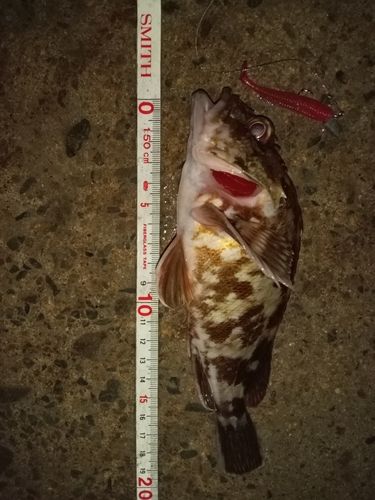 カサゴの釣果