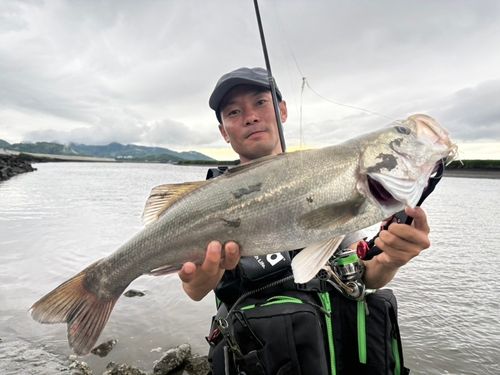 スズキの釣果