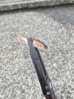 クロムツの釣果