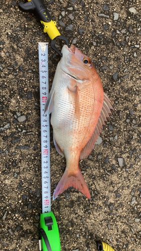 タイの釣果