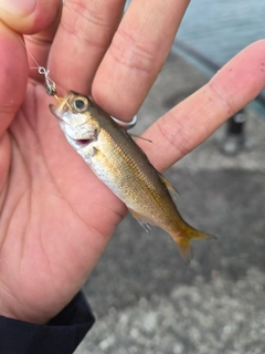 クロムツの釣果