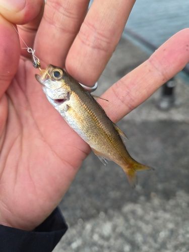 クロムツの釣果