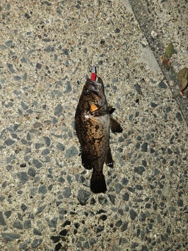 クロソイの釣果