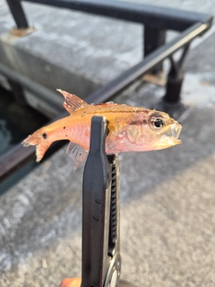 ネンブツダイの釣果