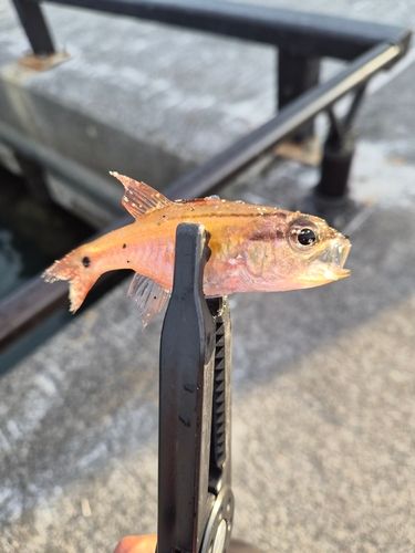 ネンブツダイの釣果
