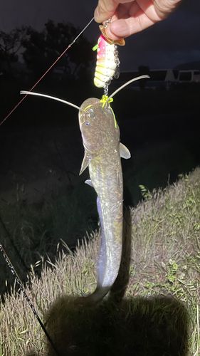ナマズの釣果