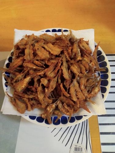 カタクチイワシの釣果