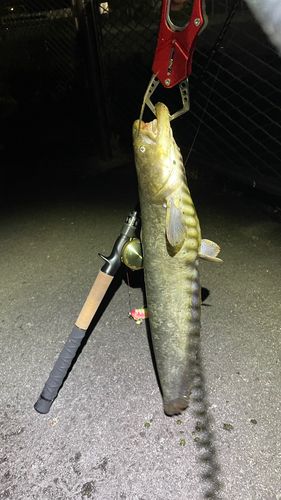 ナマズの釣果