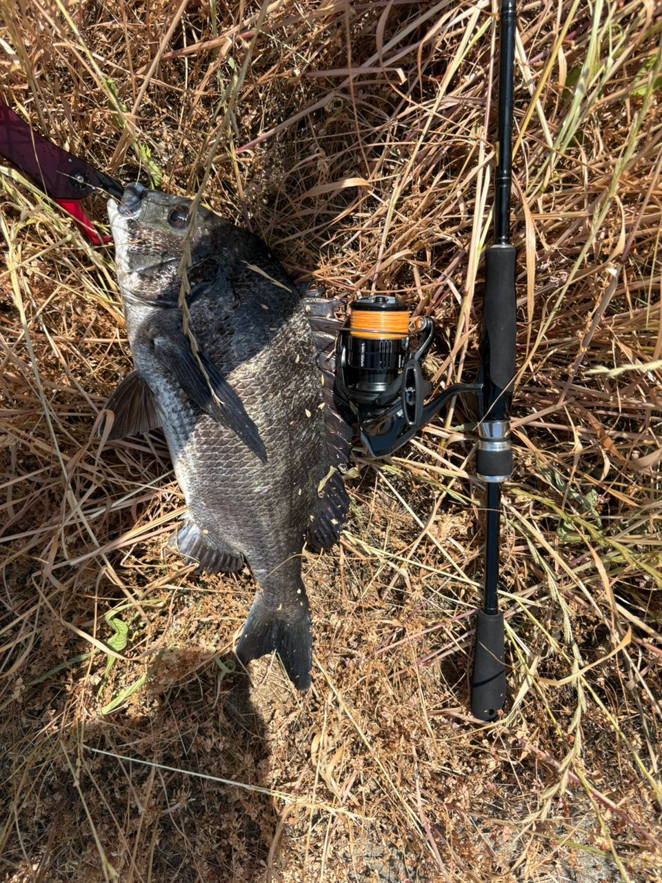 DAIWA 23シルバーウルフ 76ML-S・Wの最安値・インプレ・釣果 | 本音の