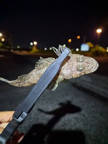 コチの釣果