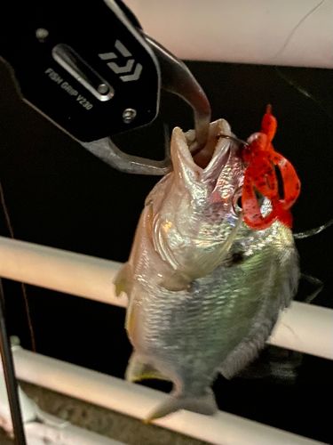 キビレの釣果
