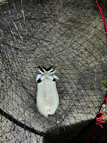 シリヤケイカの釣果