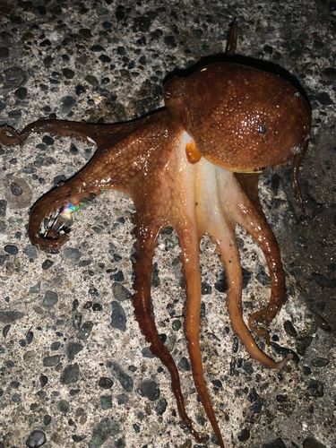 マダコの釣果