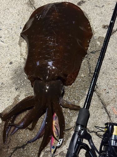 アオリイカの釣果