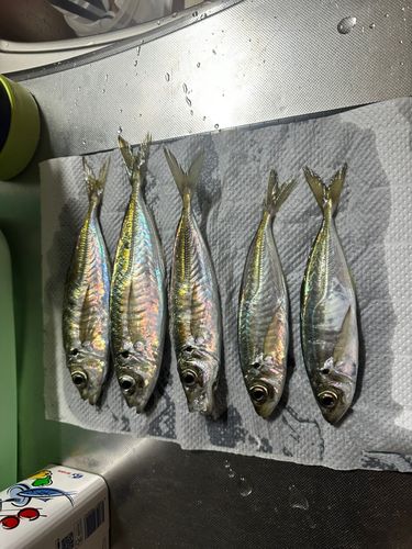 アジの釣果