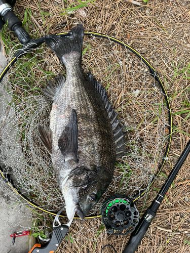 チヌの釣果