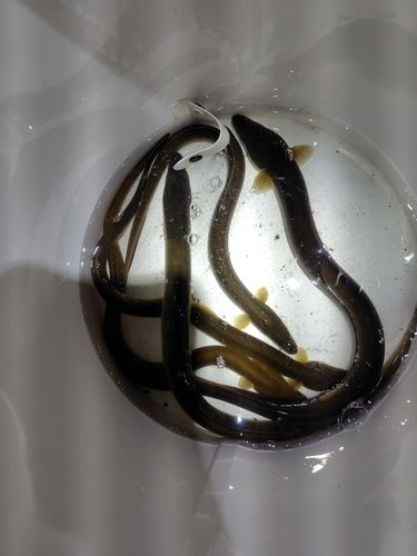 ニホンウナギの釣果