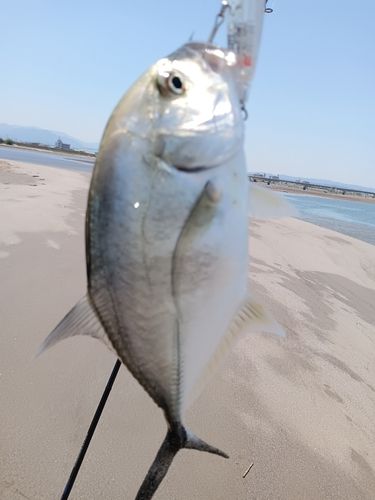 メッキの釣果