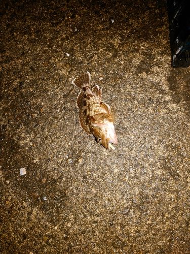 カサゴの釣果
