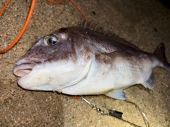 タイの釣果