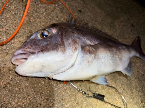 タイの釣果