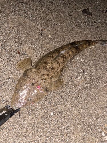 マゴチの釣果