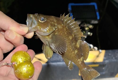 ガヤの釣果