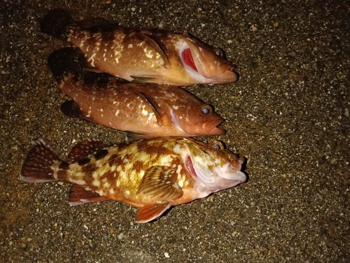 キジハタの釣果