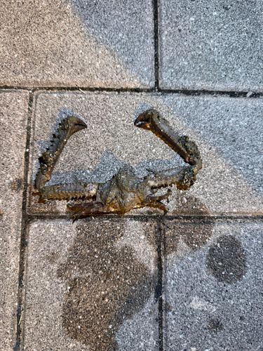カニの釣果