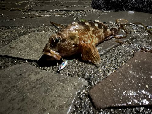 カサゴの釣果