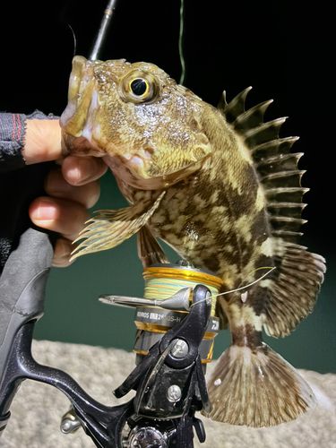 アラカブの釣果