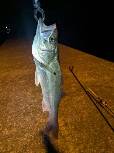 スズキの釣果