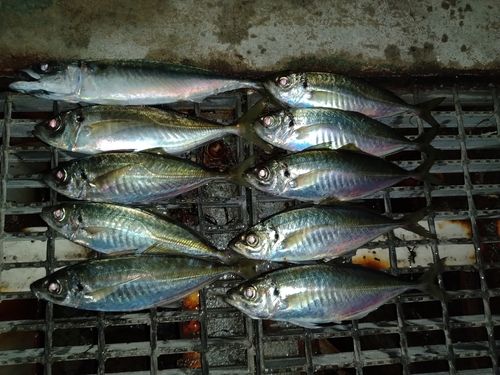 アジの釣果
