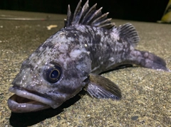 クロソイの釣果