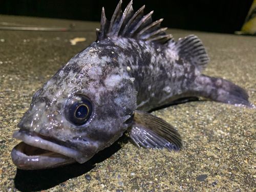 クロソイの釣果