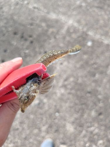 キスの釣果